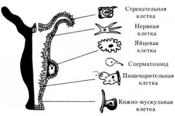 Гидра и кракен